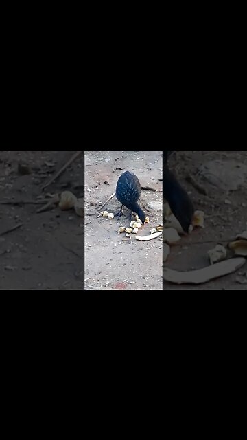 Jacu com fome em busca de comida Jacuaçu