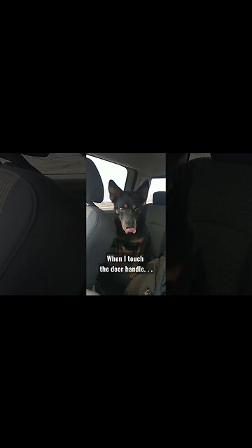 When I touch the door handle he's ready to go! #shorts #kelpy #hunting #mountains #dog #winterrange