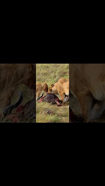 Lions Feeding On A Gnu #shorts | #ShortsAfrica