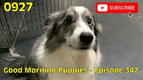 [0927] GOOD MORNING PUPPIES - EPISODE 342 [#dogs #doggos #doggos #puppies #dogdaycare]