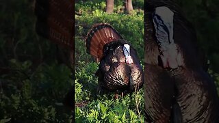 Who's Ready? #turkeyhunting