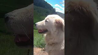 rescue Maremma relaxing in New home ♥️