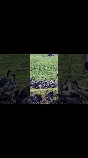 Vultures On A Wildebeest #shorts | #ShortsAfrica