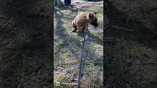 Malinois puppy learning obedience #puppies #malinoislovers #puppiesofinstagram