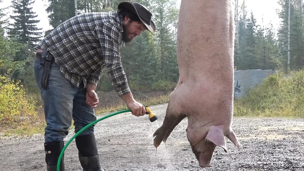 Farm to Table: Killing and Butchering a Pig at home