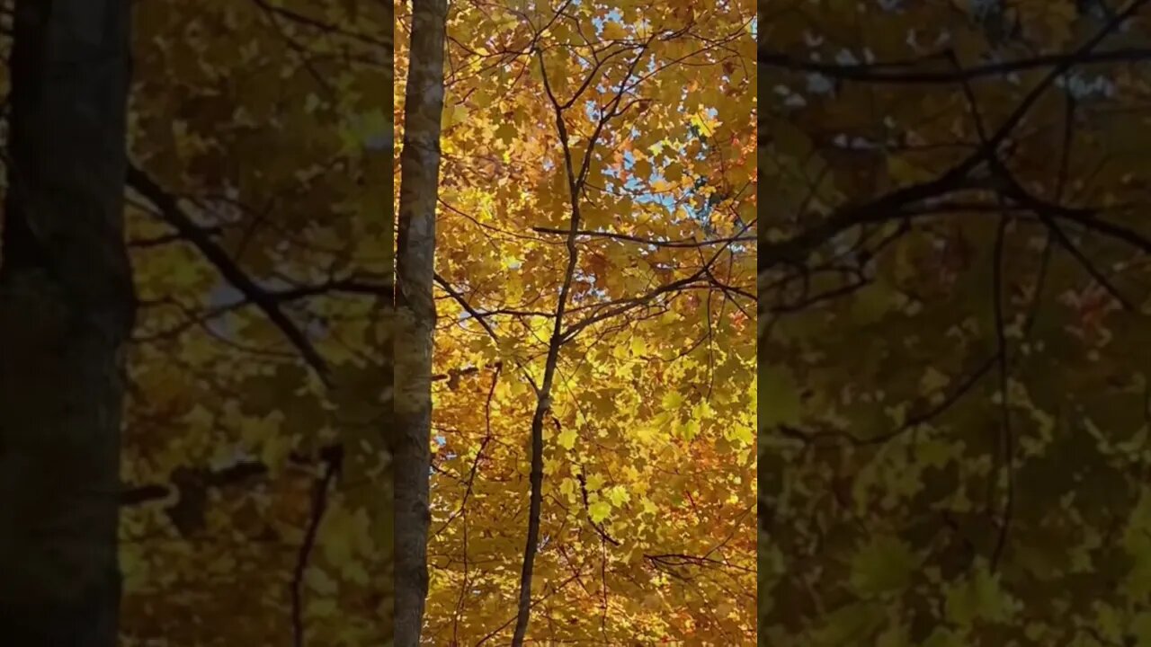 Invitation to Music in Nature ❤️🌸🍀🇨🇦