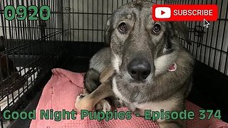 [0920] GOOD NIGHT PUPPIES - EPISODE 374 [#dogs #doggos #doggos #puppies #dogdaycare]