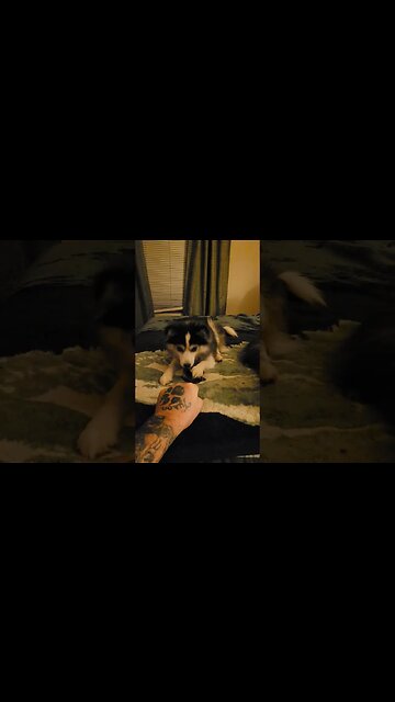 Pomeranian Fist Bump