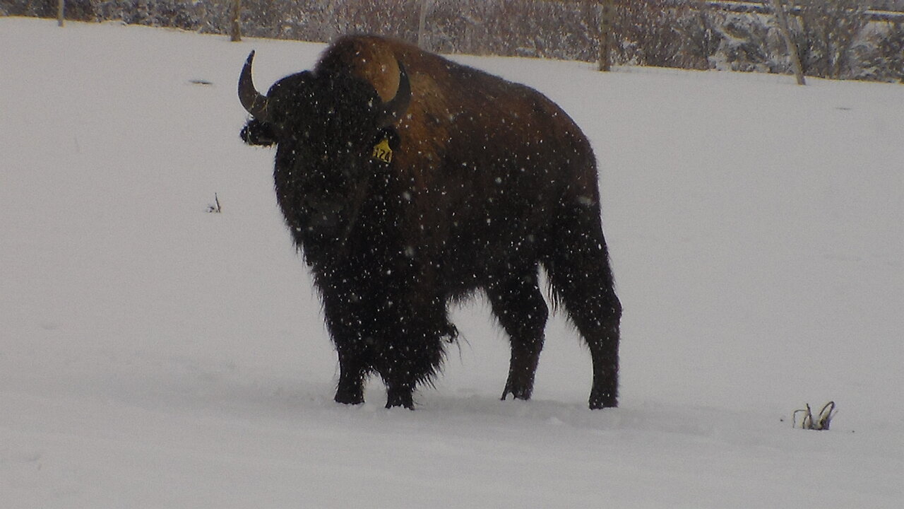 Buffalo Hunt Idaho style GRAFFIC