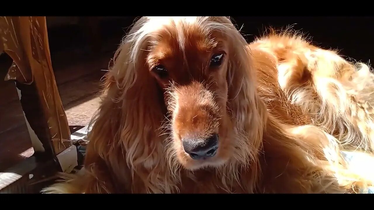 #pets , #animals , #dogs , #dogshow