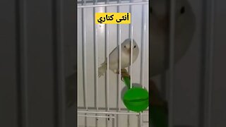 أنثى كناري روعة