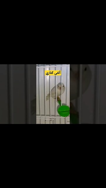 أنثى كناري روعة