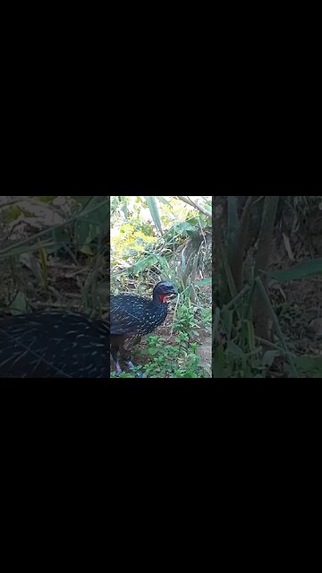 Jacu e seus filhotes em busca de comida Jacuaçu