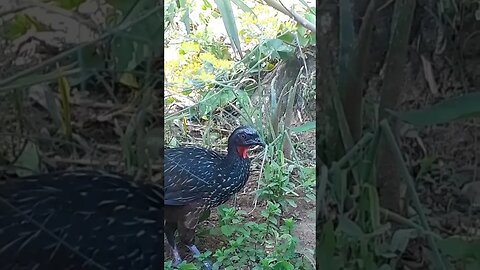 Jacu e seus filhotes em busca de comida Jacuaçu