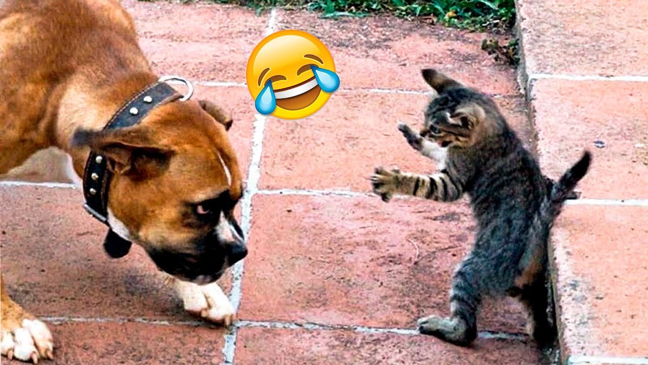 Funny Animals video 2024 || funny cat and dog || part 4