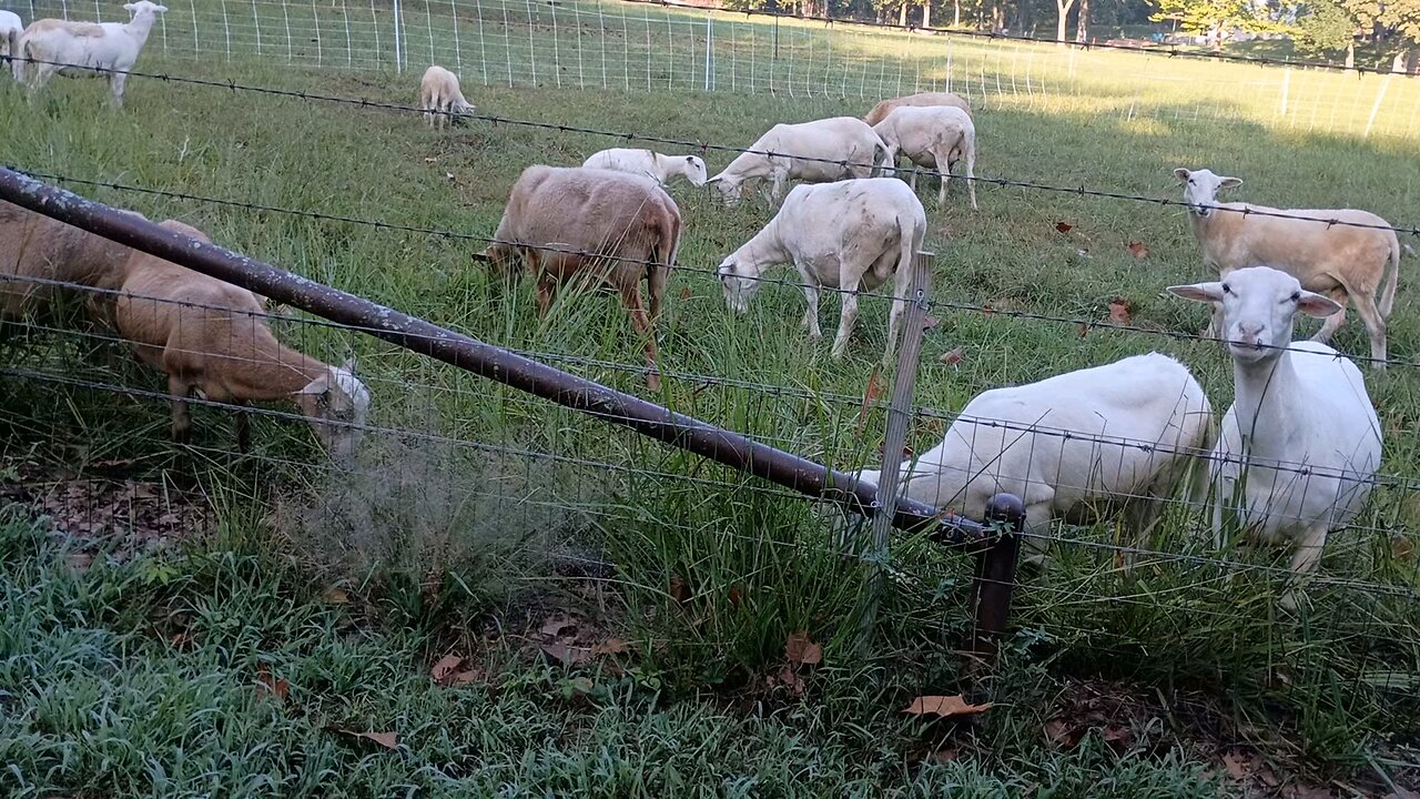 Sheep were perfectly happy UNTIL...