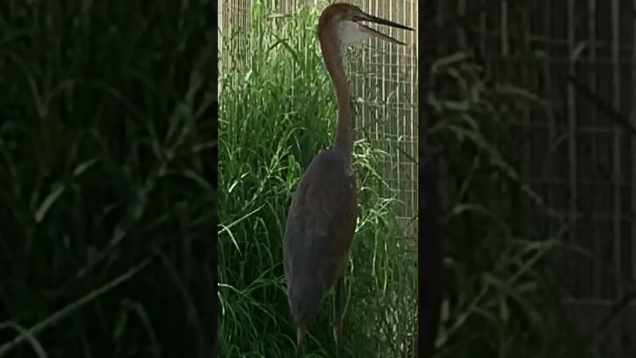 Sharjah Bird Sanctuary 😍🥰😘 #dubai #trending #latest #viral #foryou #comedy #shorts