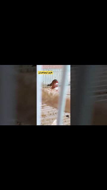 طيور ليمونضران روعة مرحبا