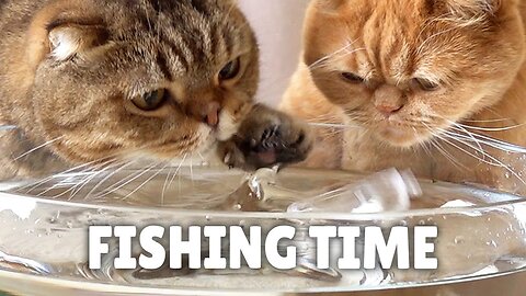 Latest Fishing Cat Challenge!