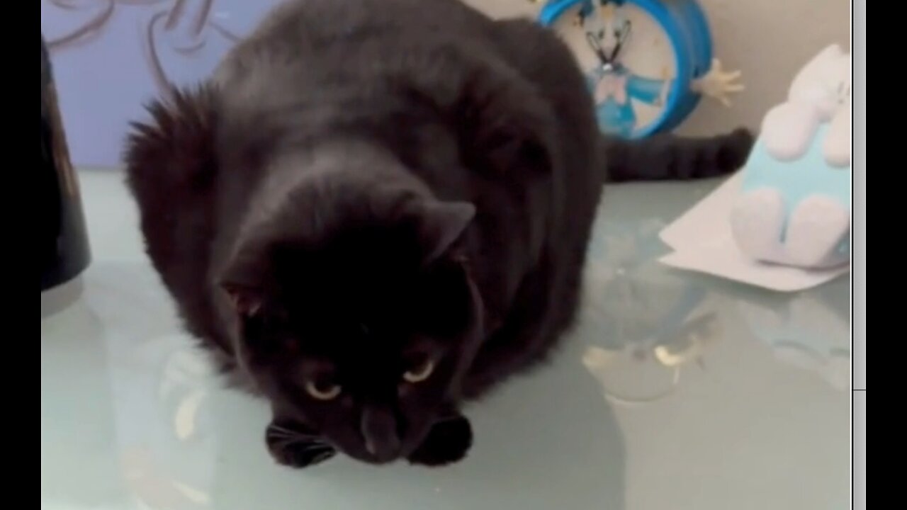 Adopting a Cat from a Shelter Vlog - Cute Precious Piper Looks for Work in the Office #shorts