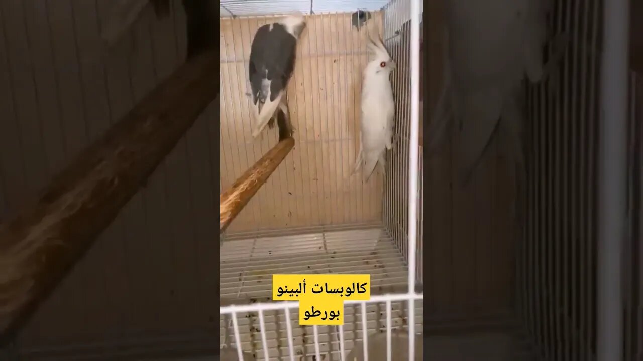 كوبل كالوبتيس ألبينو بورطو كلير روعة