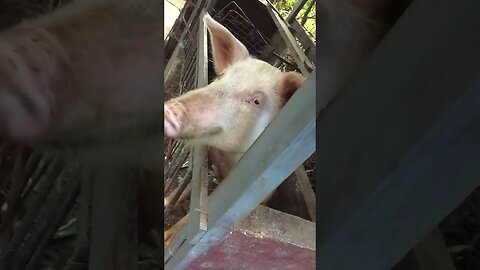 A pig in slow motion