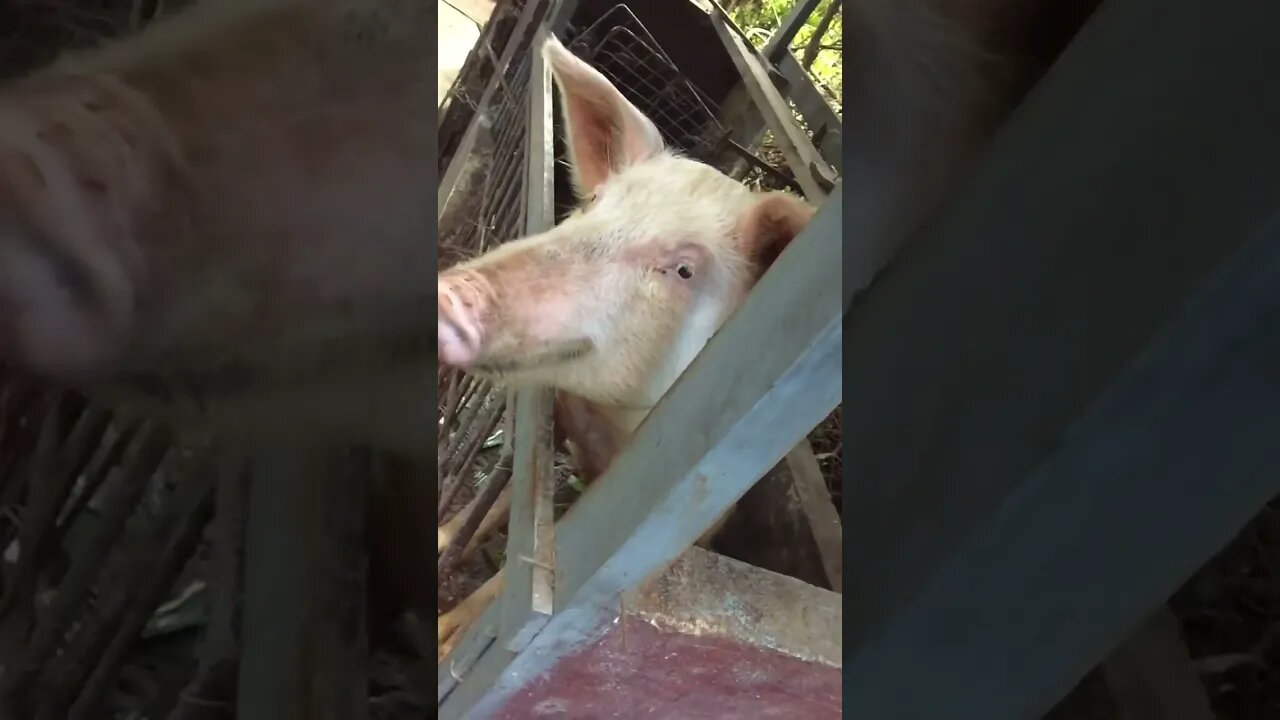 A pig in slow motion