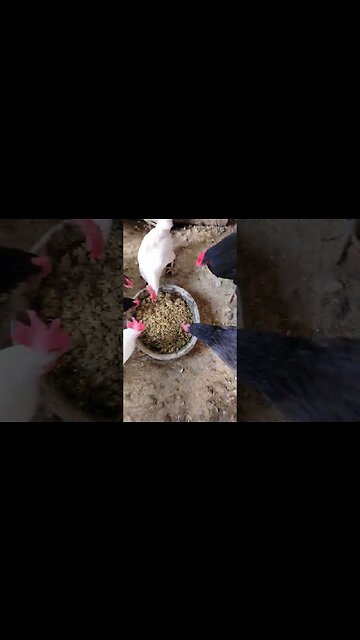 Feeding the Chickens !