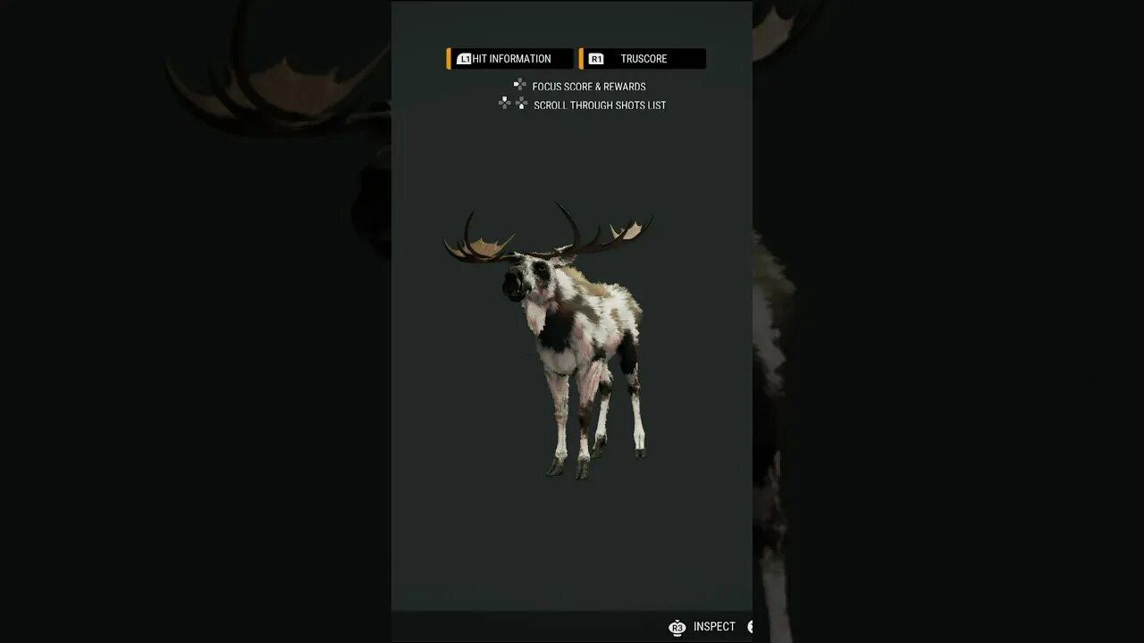 Gold 🟡 PIEBALD Moose 💔 Pump Station Disconnect - theHunter: Call of the Wild #shorts