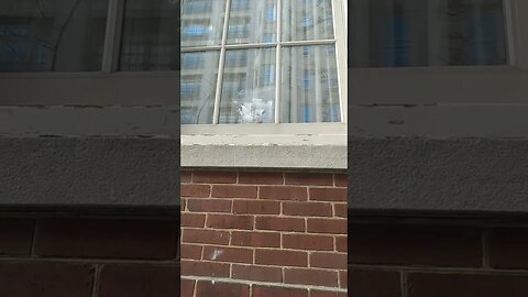 fire. receipts. white horses, dark shark and crown in windows next to fire. pfcu