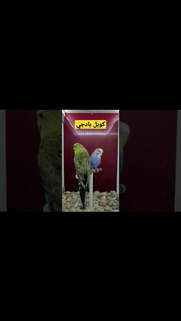 مسابقة أحسن كوبل بادجي كيوت روعة روعة