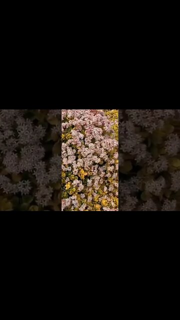 The beauty of flowering succulents #succulents # gardening # flowers