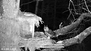 Eagle Owl Calling His Mate 🦉 02/12/23 22:33