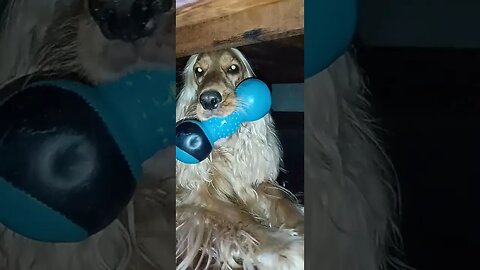 #pets, #doglife , #dogshow , #animals , #shorts