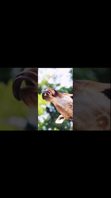 Giraffe eating snake?