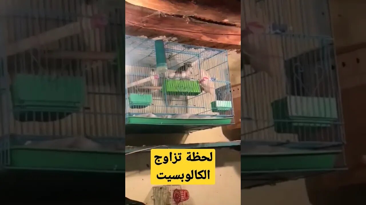 لحظة تزاوج طائر الكالوبسيت