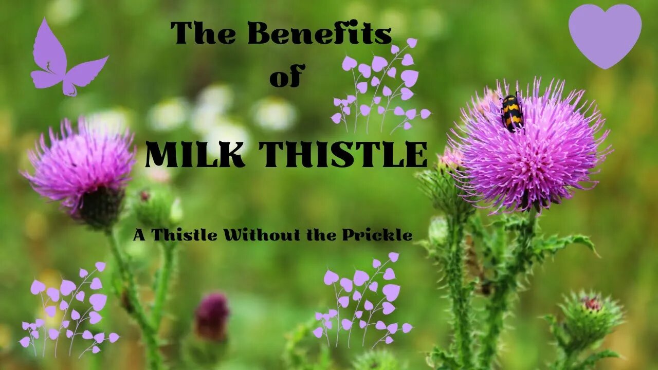 Milk Thistle - A Thistle Without The Prickle