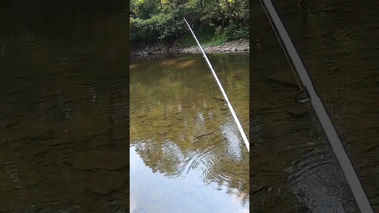 Back to Back smallmouth bass bites on the whopper plopper!