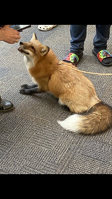 Crazy ozark woods noises!