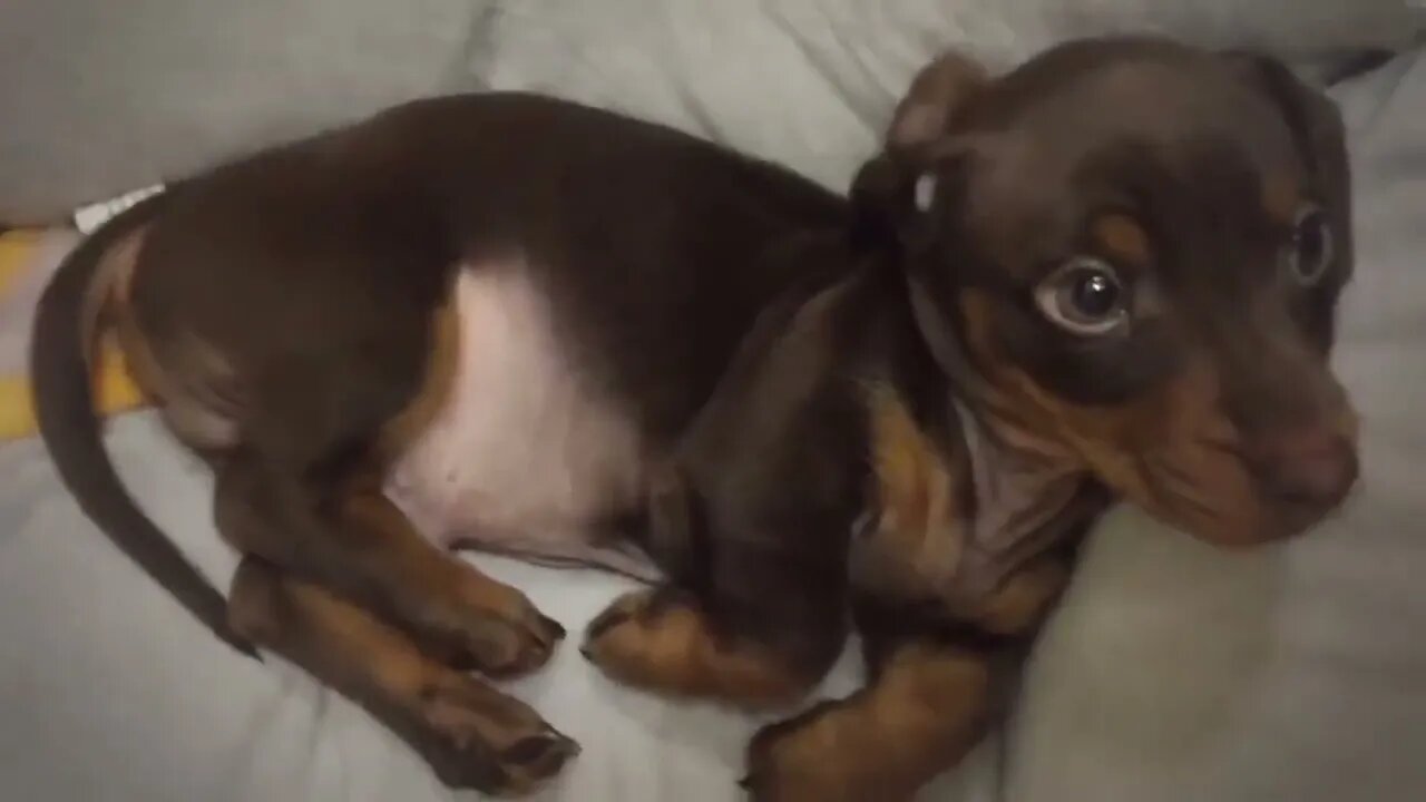 Adorably tiny puppy gets the hiccups