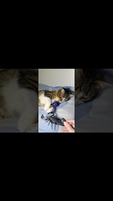 Cat Is Attacked by Scorpion #shorts