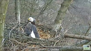 Hays Eagles Dad brings Mom Catfish Gift to the Nest 2023 02 12 7:52AM