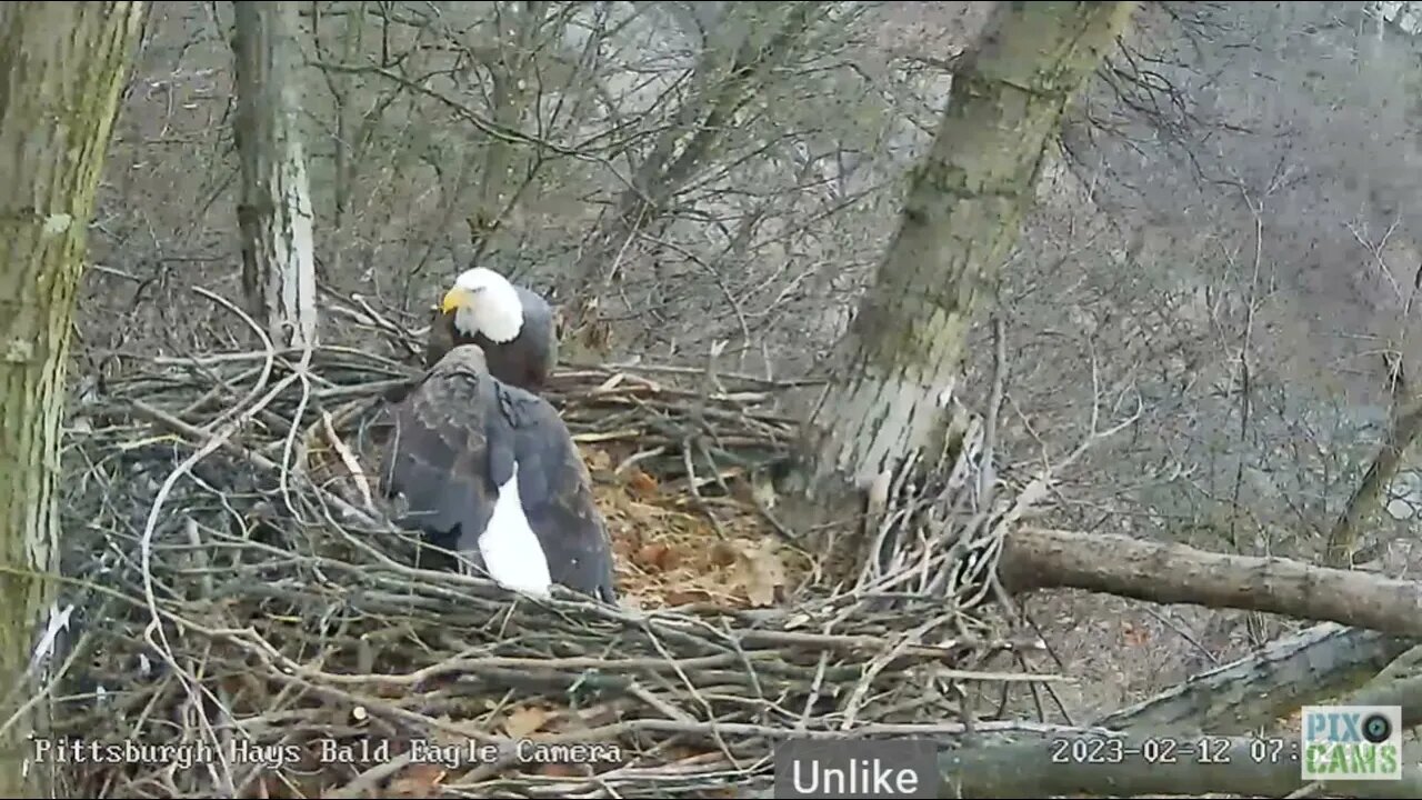 Hays Eagles Dad brings Mom Catfish Gift to the Nest 2023 02 12 7:52AM