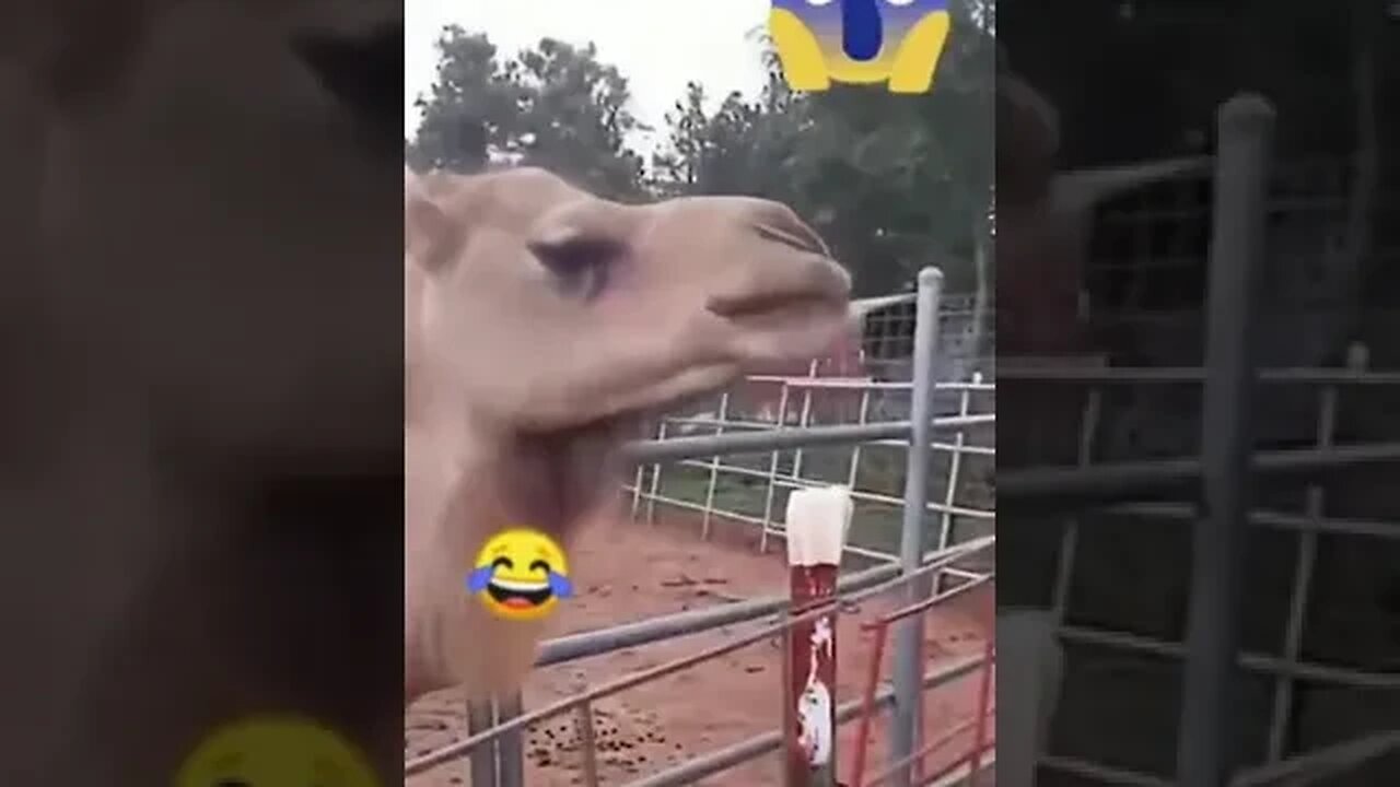 camel likes her hairs #shorts