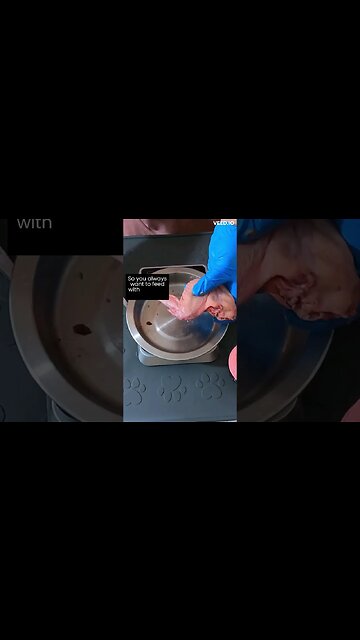 Why I feed my cat raw meaty bones #shorts