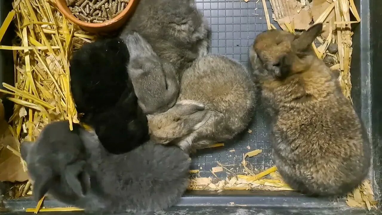 thriving BLUE VIENNA x Californian BABY RABBITS KITS 19 DAYS OLD: Blue Black Agouti/Isabella konijn