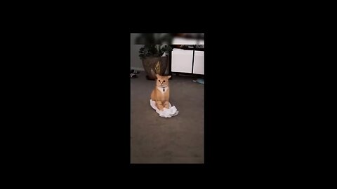 Funny animal videos