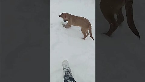 #malinois #dog puppy #snow