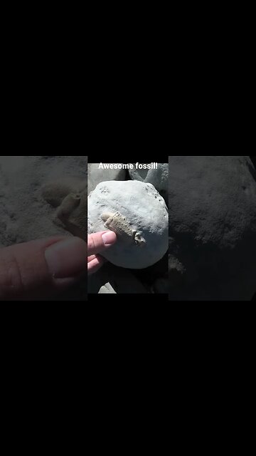 one of my best fossils from the location #fossil #geology #paleontology