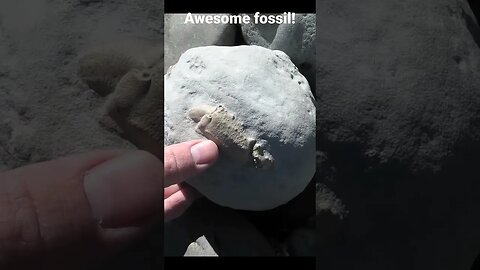 one of my best fossils from the location #fossil #geology #paleontology